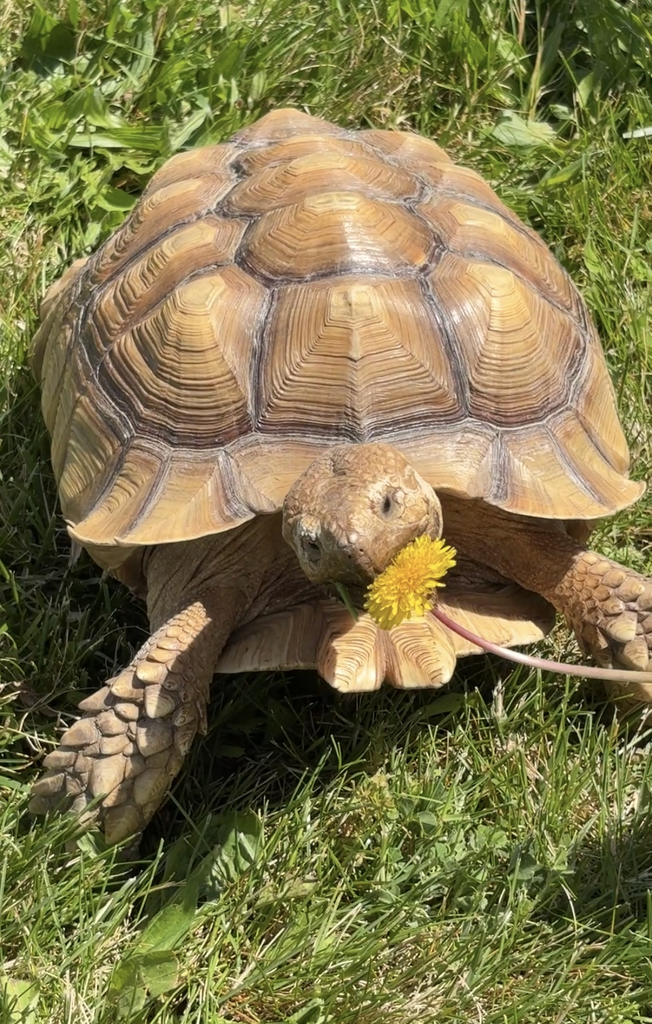 Turtle in the grass with a dandilion in it's mouth