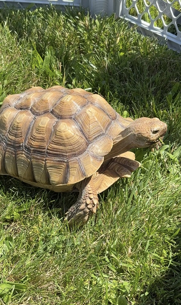 Turtle in the grass