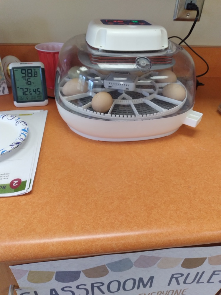 chickquest 