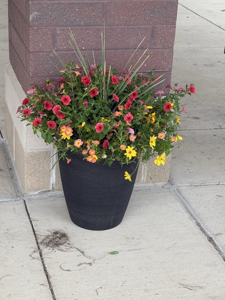 flowers