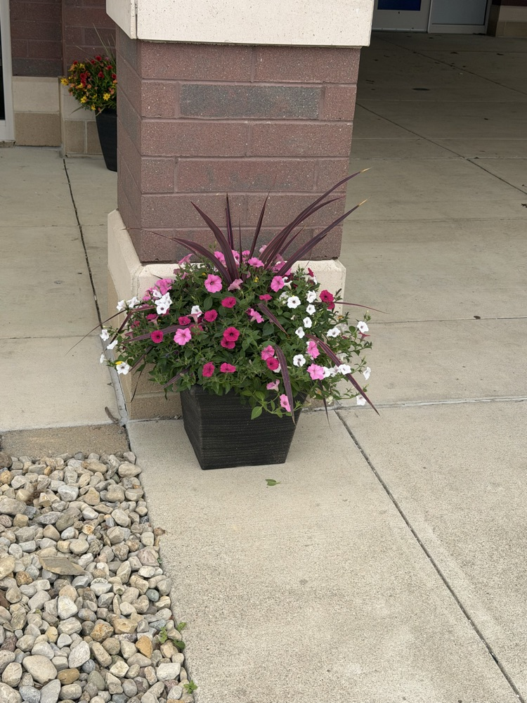 flowers