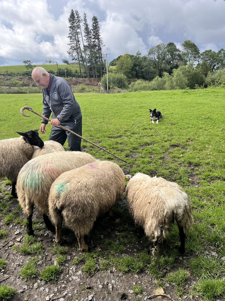 shepherd