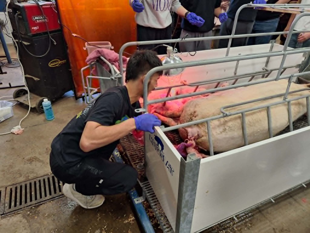 student with mama pig