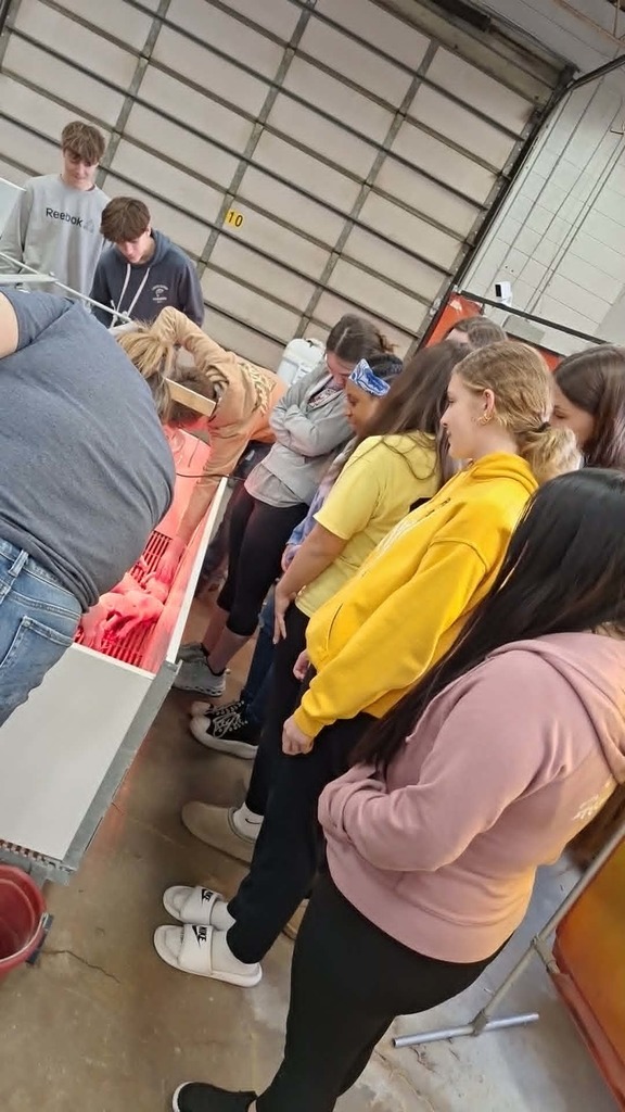 high schools students looking at baby pigs