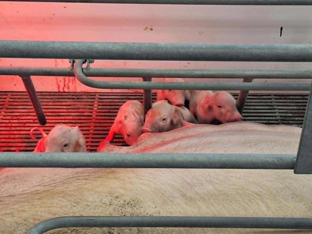 baby pigs