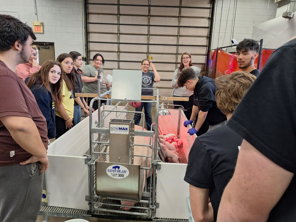 high schools students looking at baby pigs