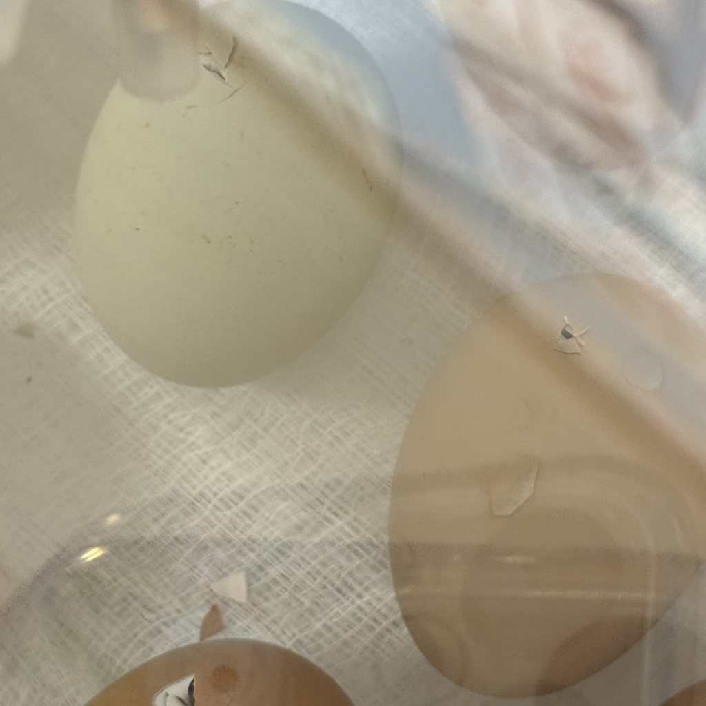 close up of eggs starting to hatch