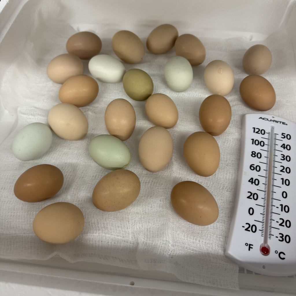 chick eggs