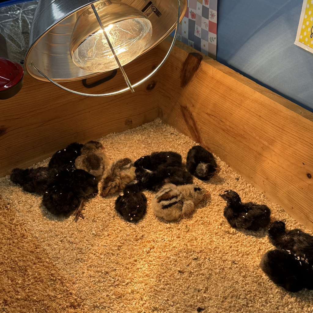 baby chicks under eggs
