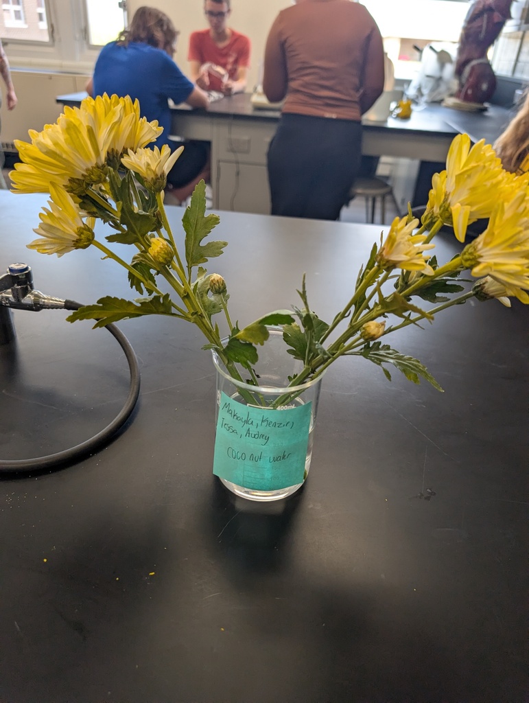 yellow flowers