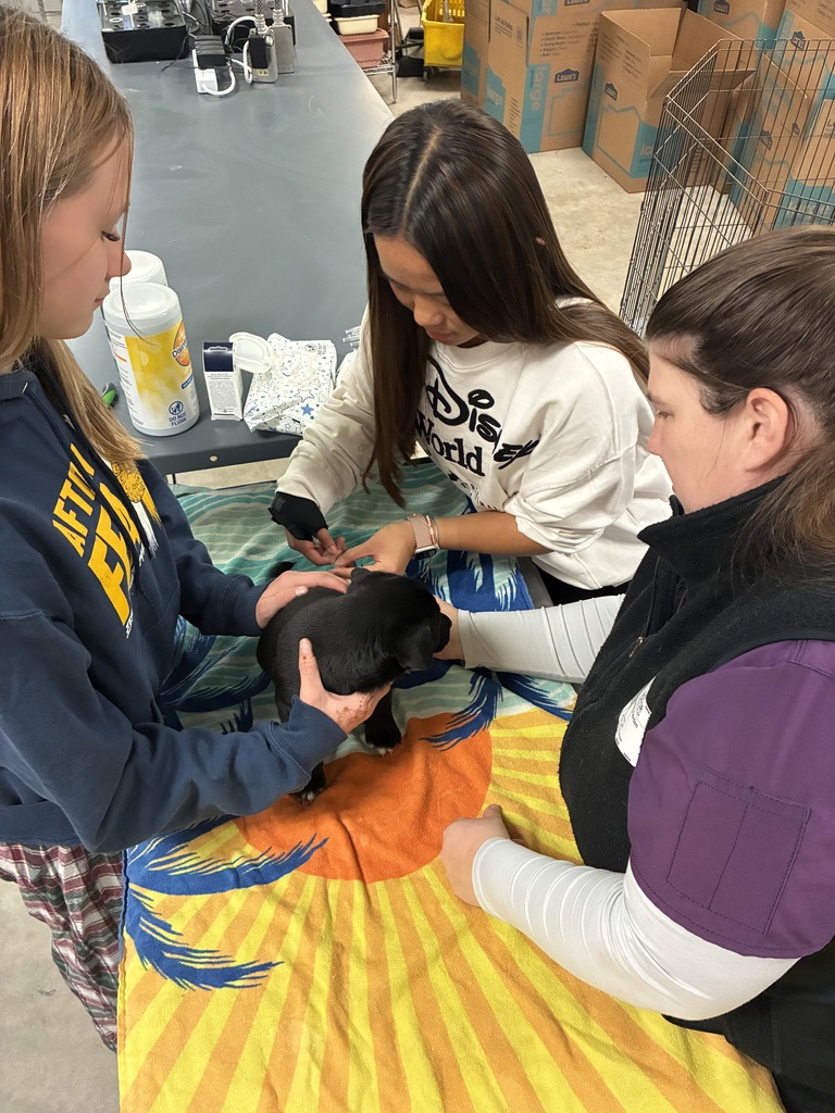 Students and vet helping puppy