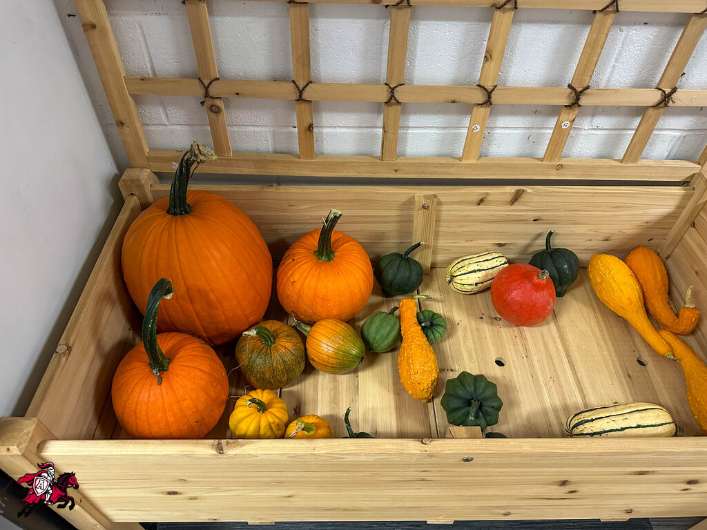 A wooden crate holds an assortment of pumpkins and squash in varying sizes and colors. The crate is positioned against a white wall.