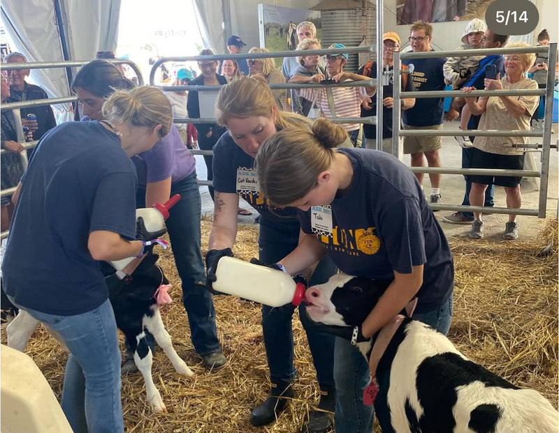 Afton FFA students bottle feeding a baby cow at the State Fair