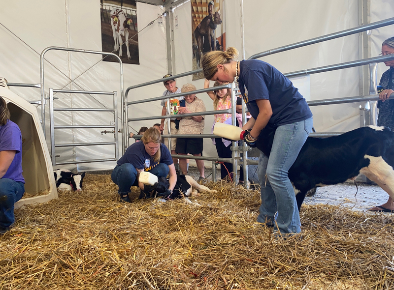 Afton FFA girls feeding a baby cow