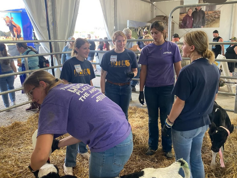 Afton FFA students in the cow pen