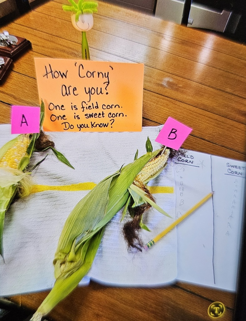 They know their corn!! Thank you to Yackley Ranches for letting us invade their corn patch. 