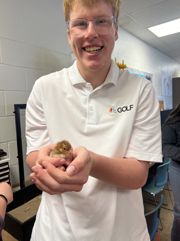 chicks