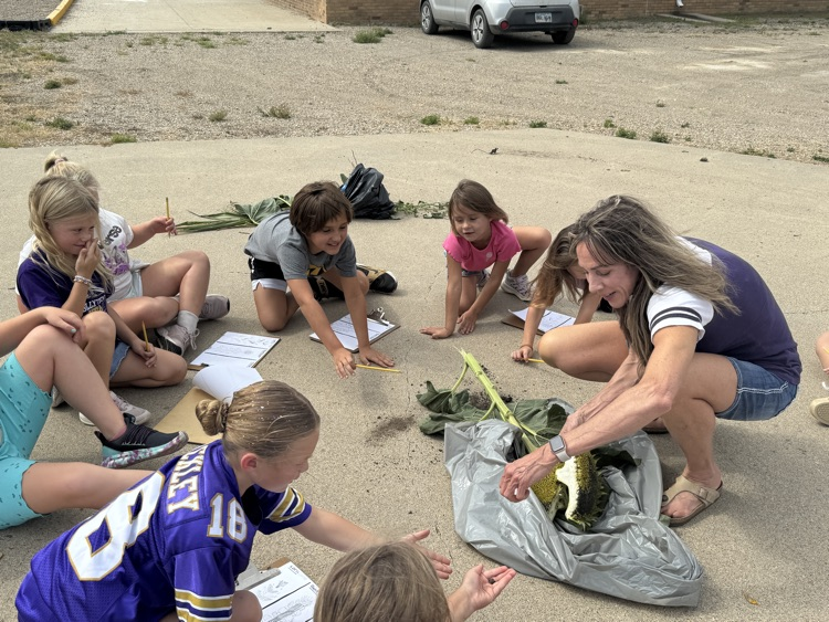 Second Graders learning about sunflowers in Ag in the Classroom  