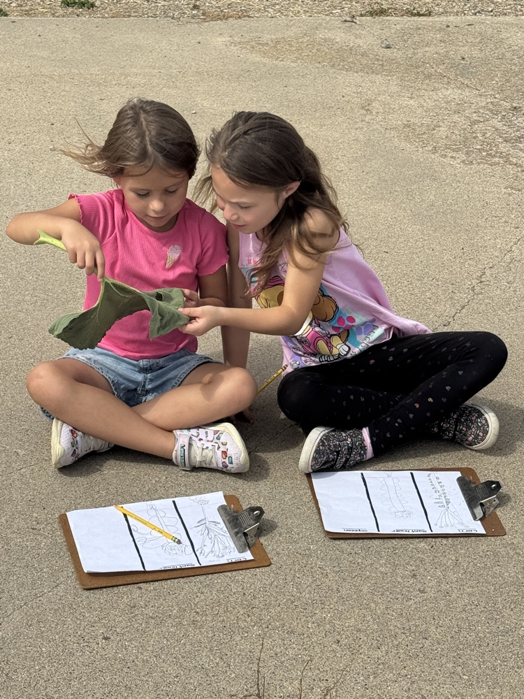 Second Graders learning about sunflowers, corn, and soybeans in Ag in the Classroom  