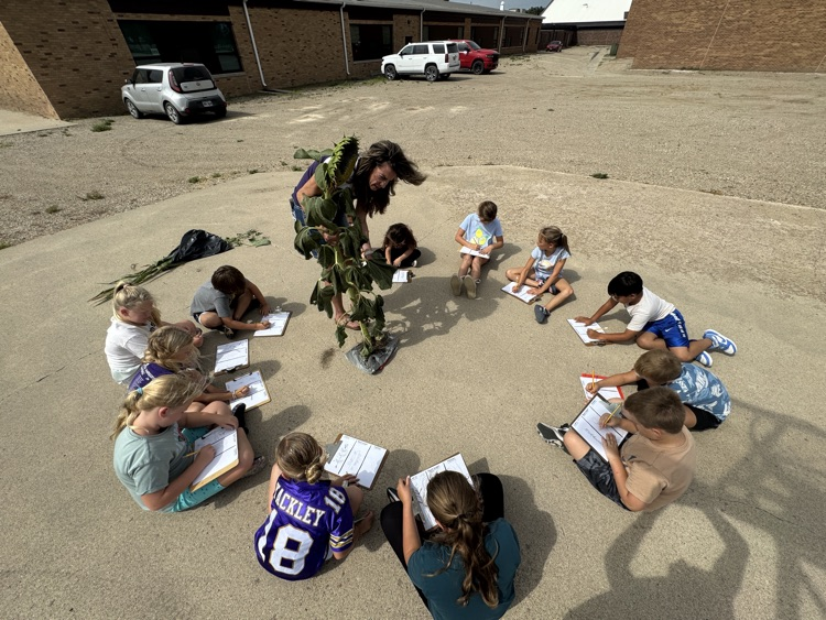 Second Graders learning about sunflowers, corn, and soybeans in Ag in the Classroom  