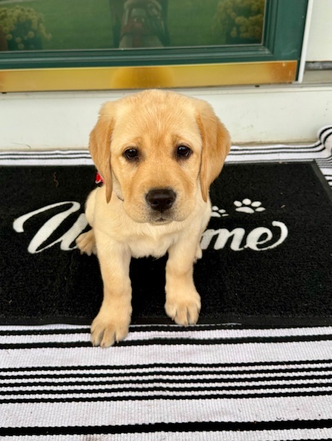Bailey AHS therapy dog