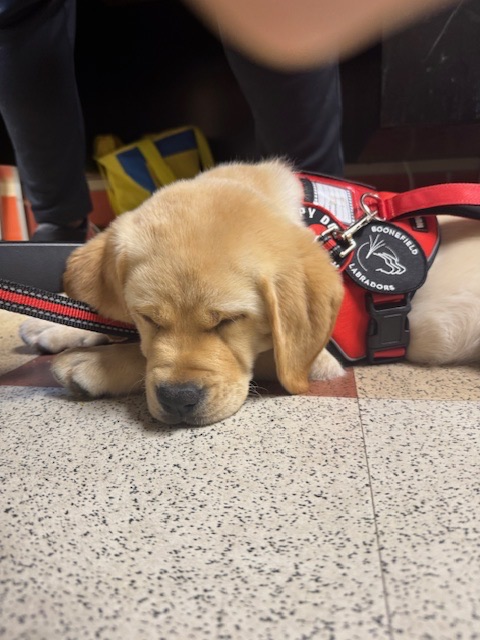 Bailey AHS therapy dog