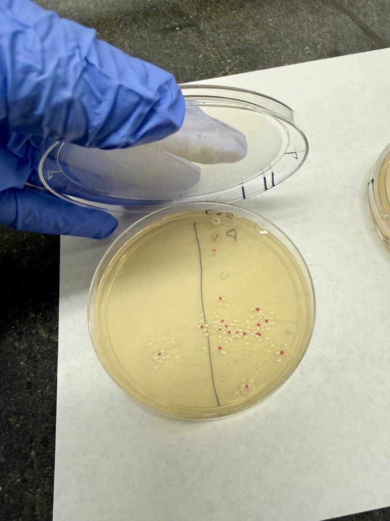Mrs. Roderick's Honors Genetics Class Lab