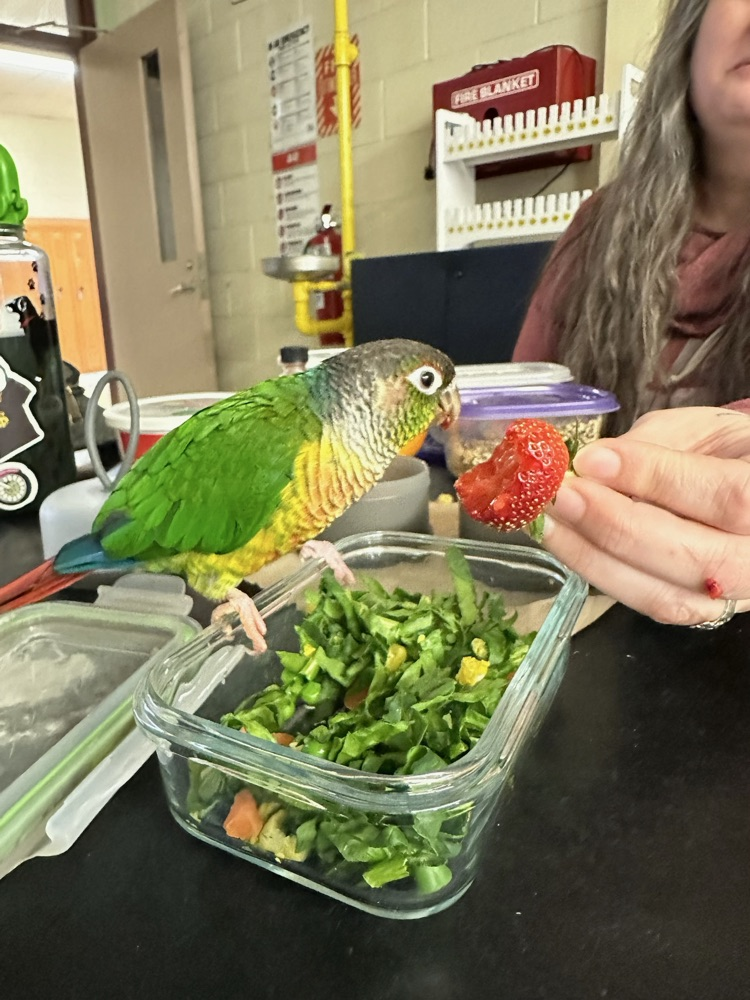 bird visiting class 