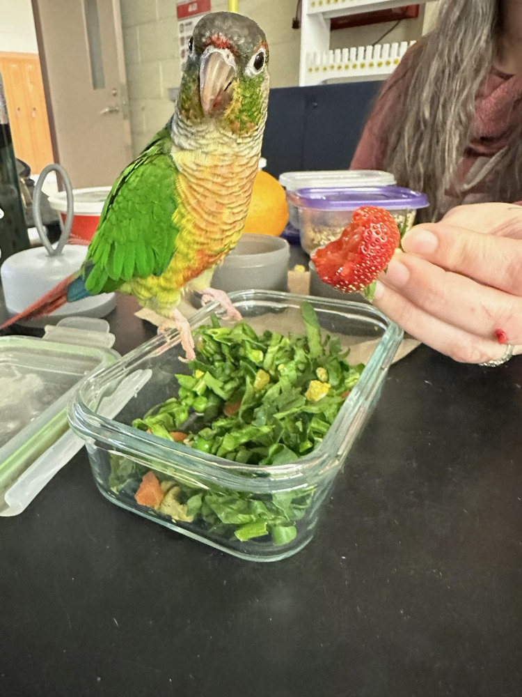bird visiting class 