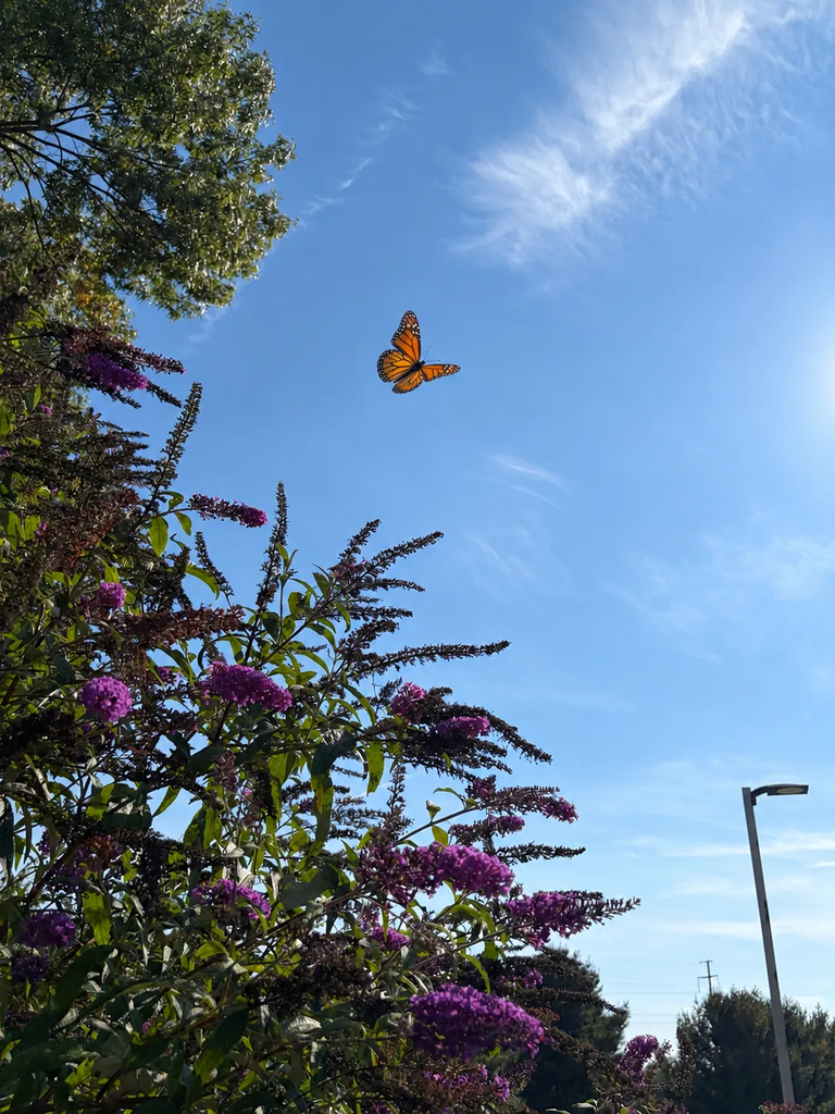 a butterfly