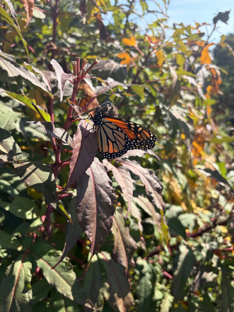 a butterfly in the pollinator garden