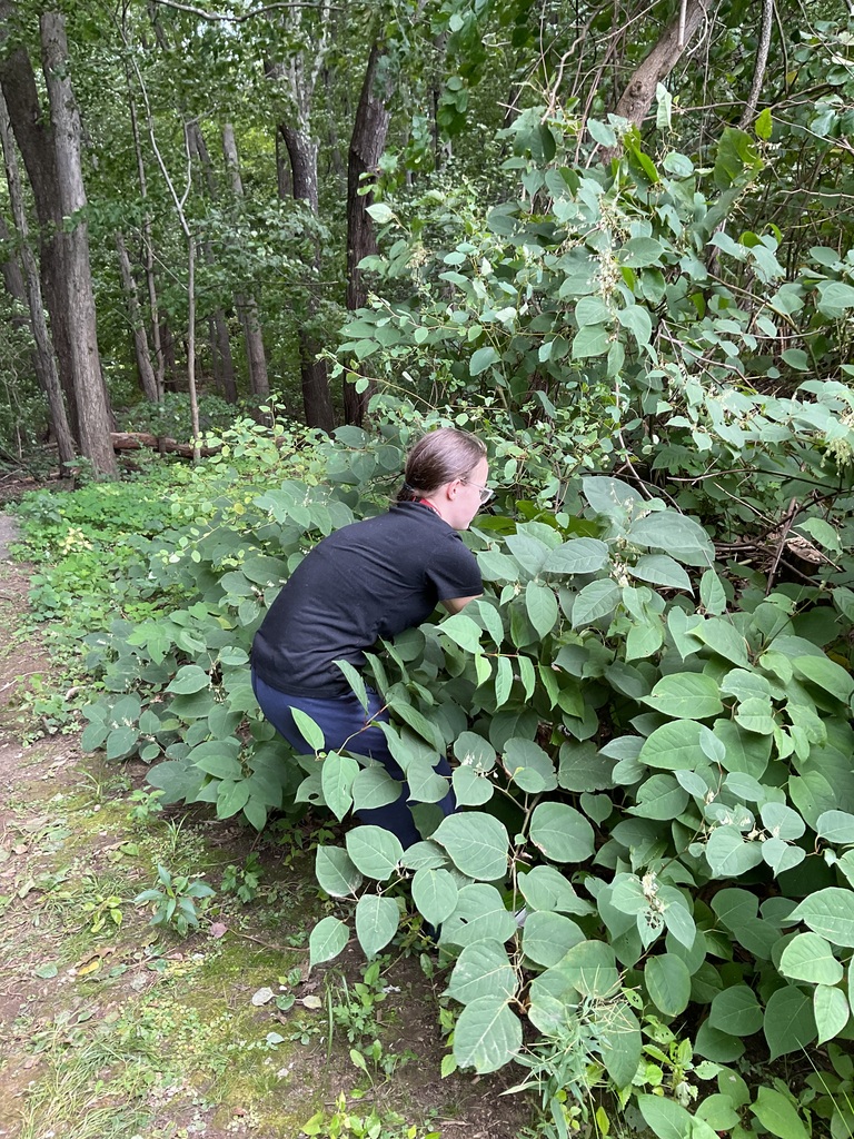 student in bushes picking out trash