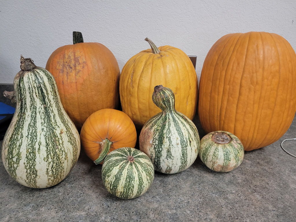 pumpkins and gourds