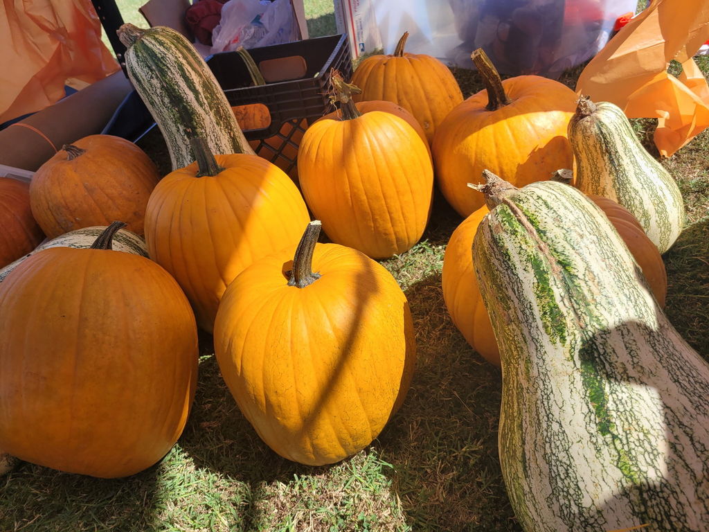 pumpkins and gourds