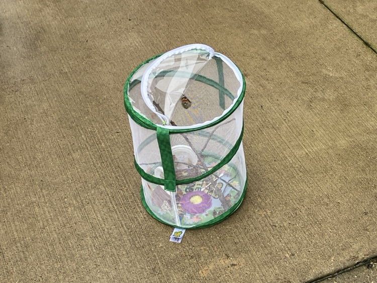 butterfly release 