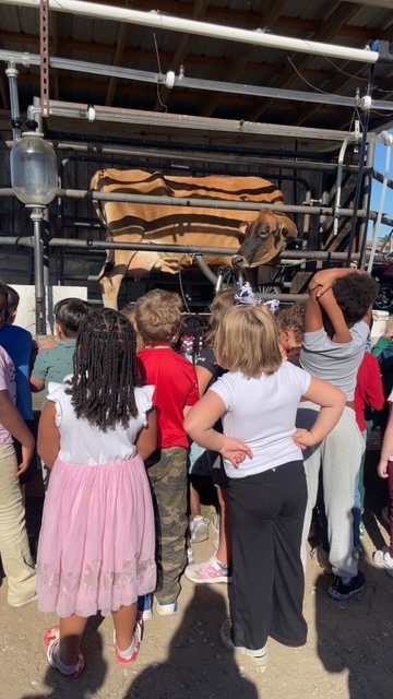 First Grade students visit Steeds Dairy
