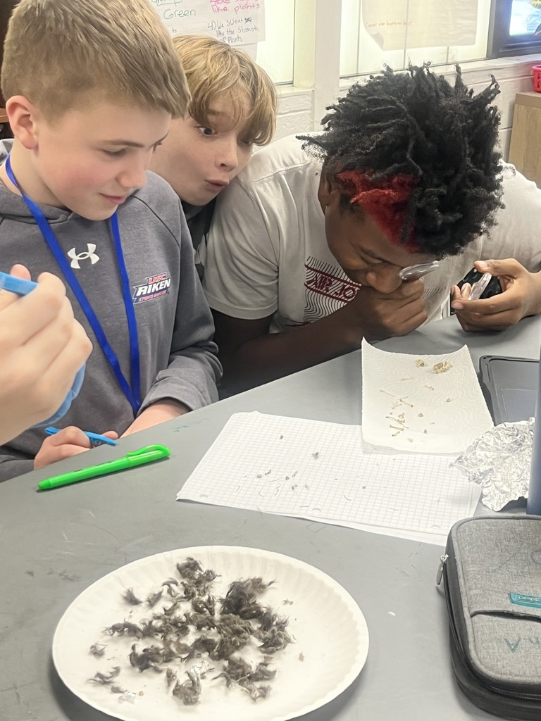 Students dissecting owl pellets