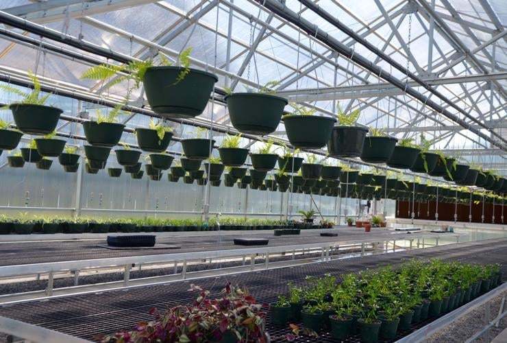 Plants hanging from ceiling of Green House at Midland Valley.