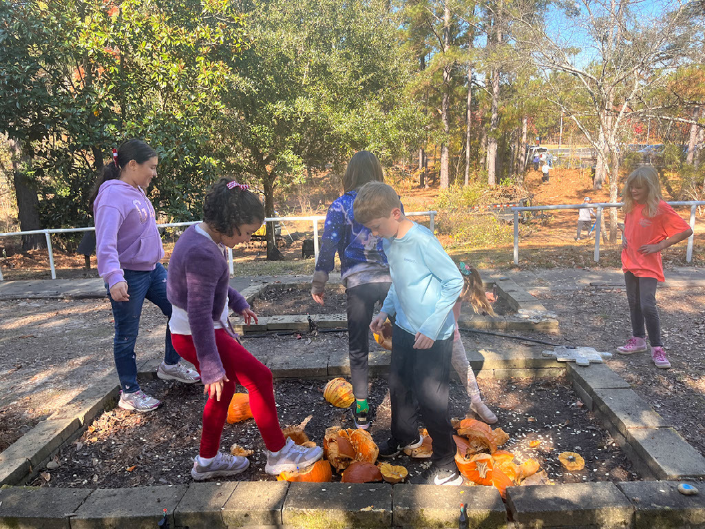 Group of young students stepping on pumpkins for composting.