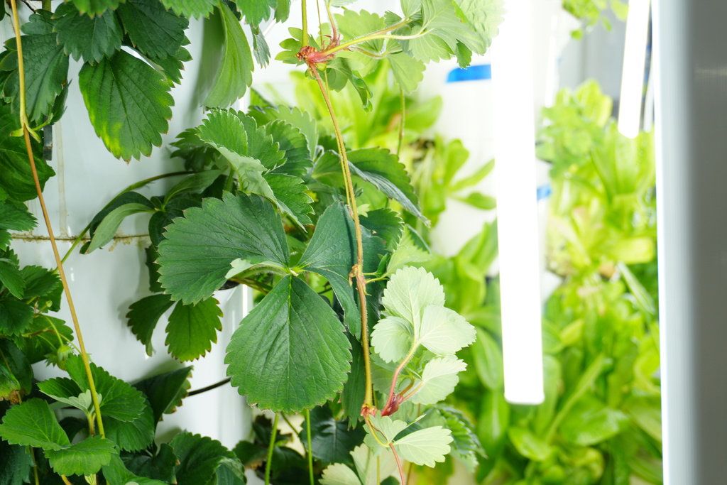 Plants growing in vertical aeroponic towers.