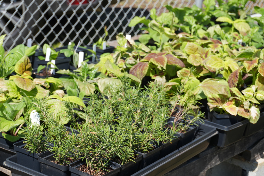 Newly grown plants waiting to be planted in the ground.