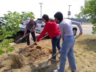 Two Students and a teacher digging a hole to replant a tree from a trail.