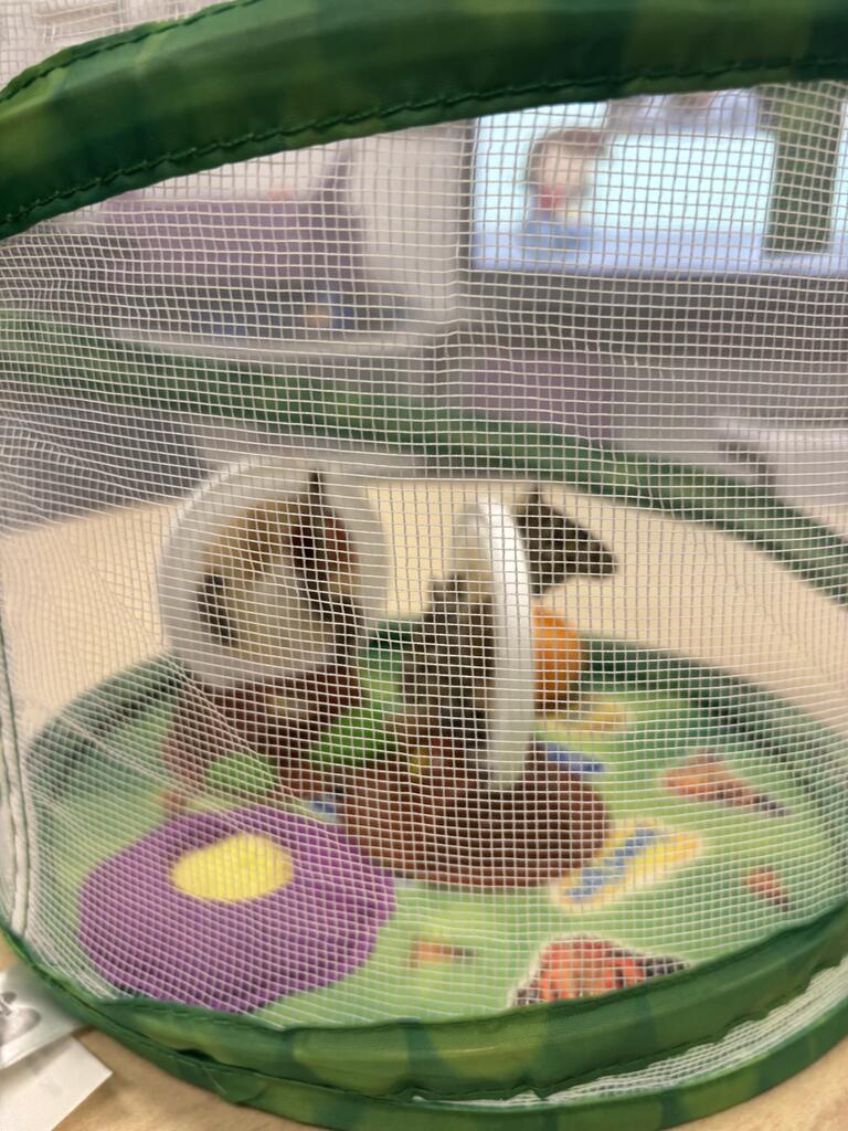 butterflies hatching