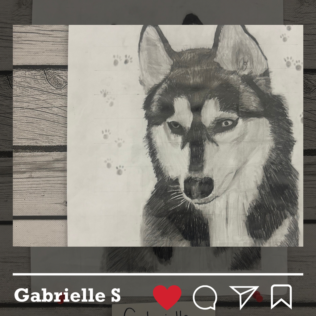 Graphite drawing of a husky