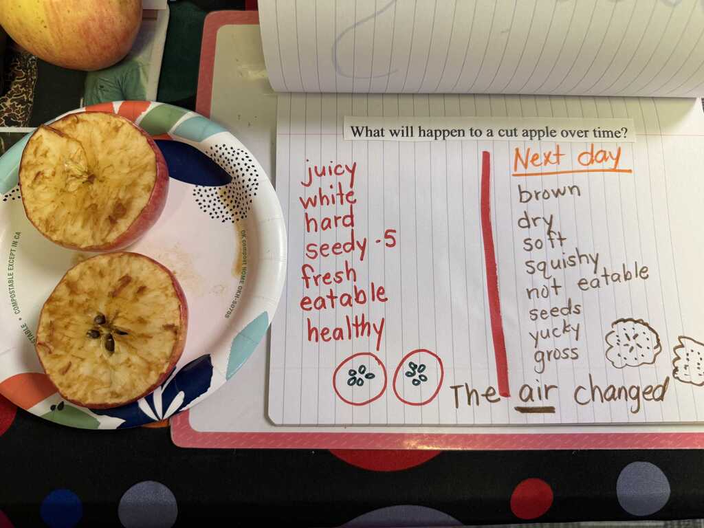 A plate with two round, golden-brown pastries sits beside an open notebook. The notebook displays a diagram and text about the changing conditions of an apple.