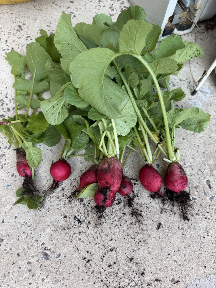 Mrs. Allen’s Garden 