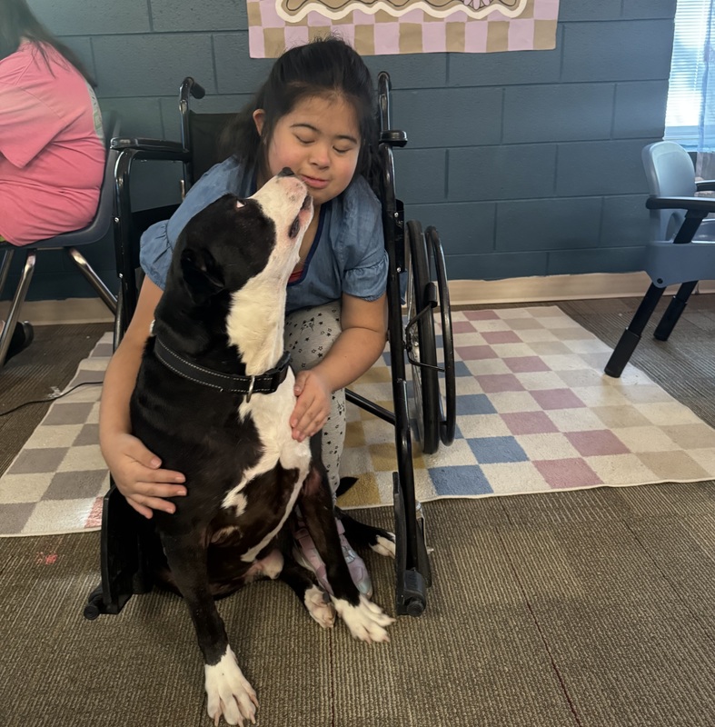 Cooper, a black and white dog, looks up and a girl in a wheelchair. She has her arms around the dog.