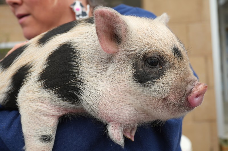 Close up shot of the pig.