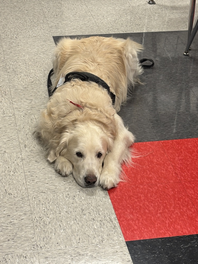 dog 
