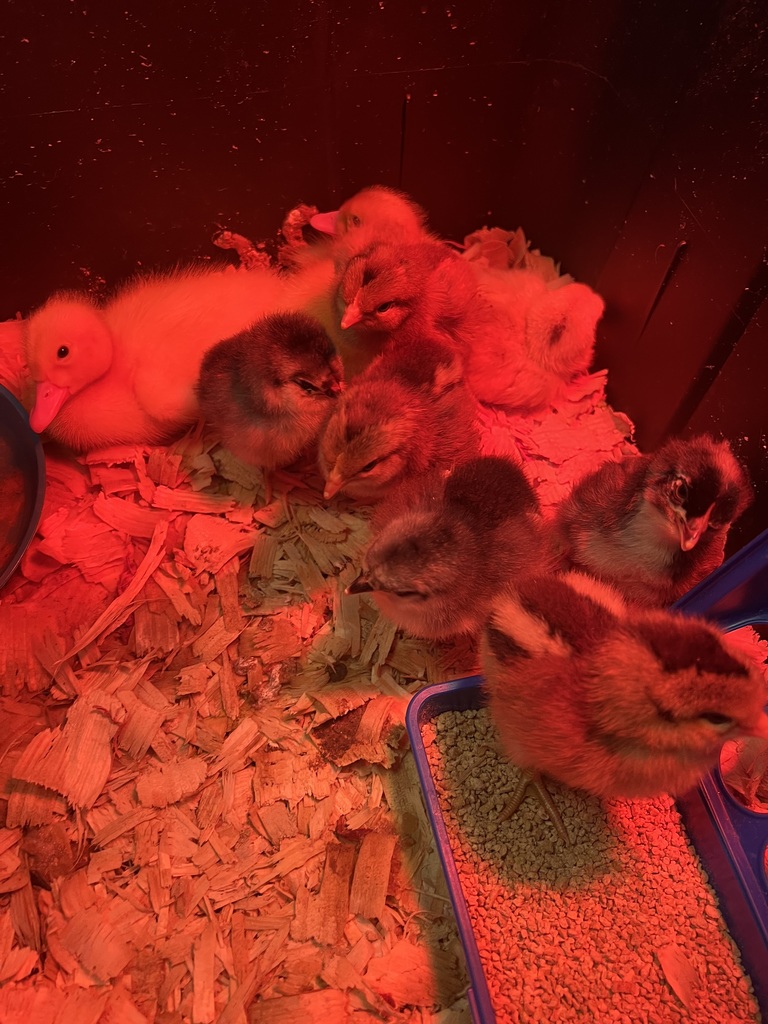 baby chicks and ducklings